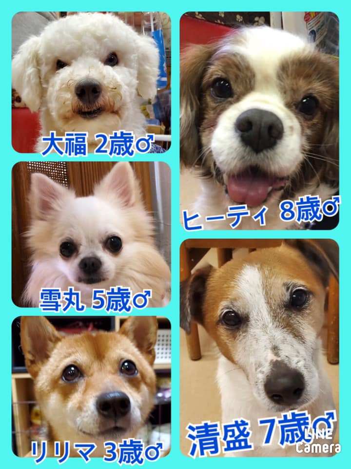 🐾今日の里親様募集中ワンコ🐶メンバーです🐾2020,11,30